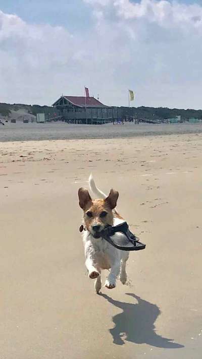 Die Dogorama Kalender Challenge 4/4-Beitrag-Bild