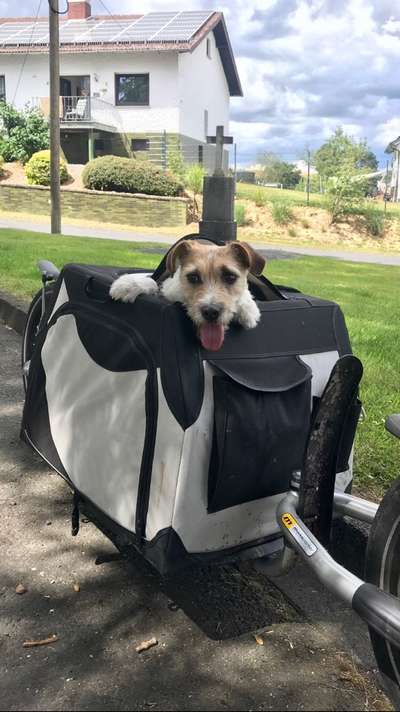 Die Dogorama Kalender Challenge 4/4-Beitrag-Bild