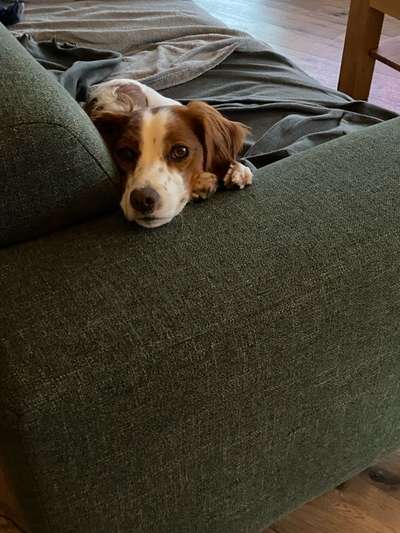 Epagneul Breton-Beitrag-Bild