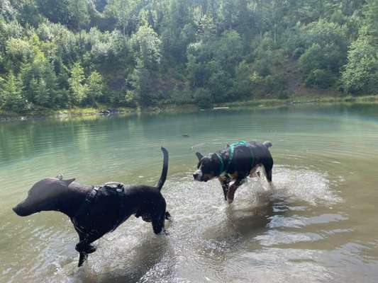 Hundetreffen-Pablo möchte Toben 🐕-Bild