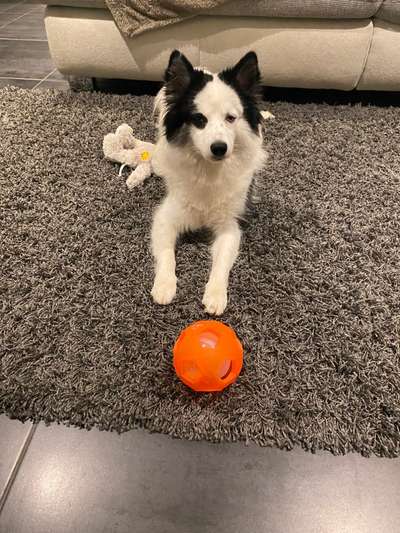 Hundetreffen-Längere Spaziergänge am Wochenende-Bild