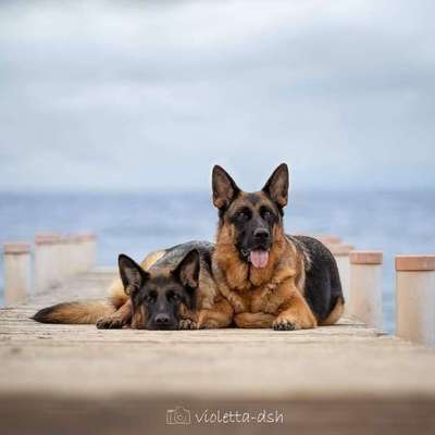 Tierfotografen-VIOLETTA-DSH Fotografie Violetta Hanau-Bild