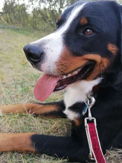 Appenzeller Sennenhunde-Beitrag-Bild