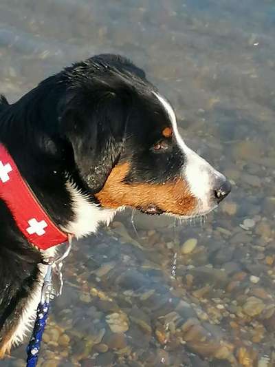 Dogorama-Monats-Challenge-Mai "Wasser"-Beitrag-Bild