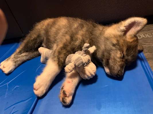 Welpen Bilder !-Beitrag-Bild