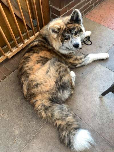 CHALLENGE NR. 19 - Der Hundeblick-Beitrag-Bild