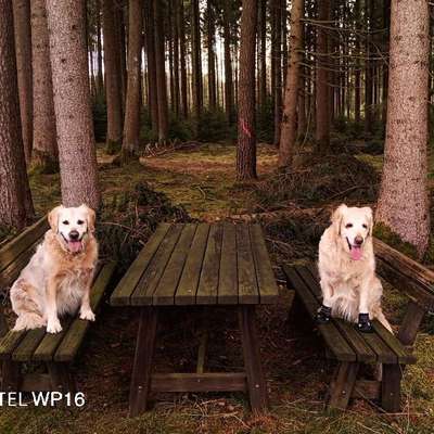 Hundetreffen-Gassi, wandern, planschen gehen