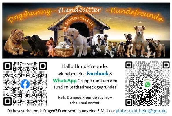 Hundetreffen-Spielpartner gassi Partner Hundesitter im städtedreieck-Bild