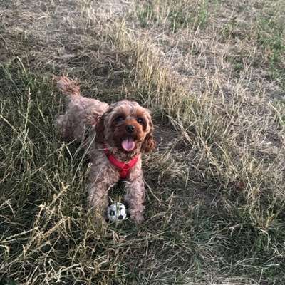 cavapoos-Beitrag-Bild