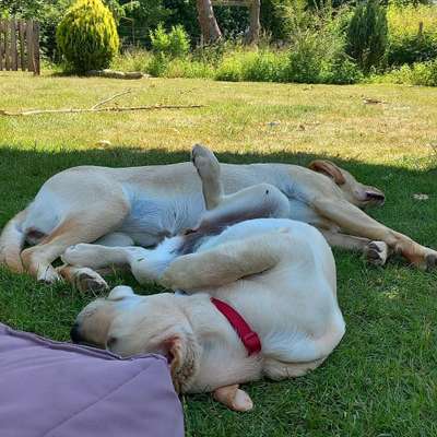 Hundetreffen-Spielrunde, Freunde für Romy-Bild