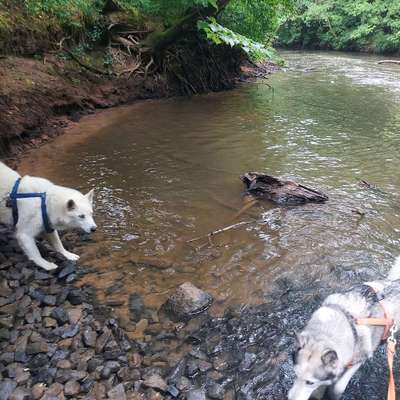 Hundetreffen-Gemeinsame Spaziergänge/ Wanderungen-Bild