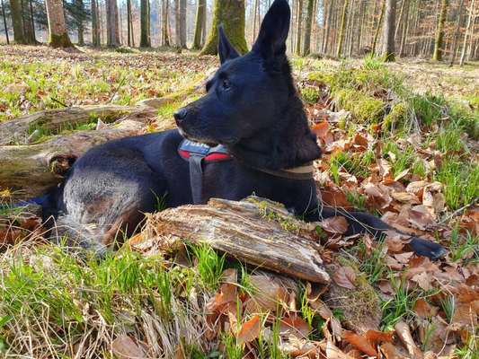 Auslandstierschutz-Beitrag-Bild