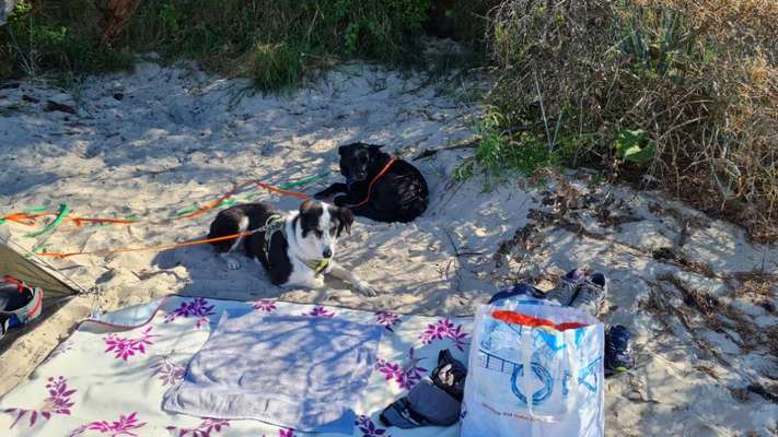 Urlaub mit Hund, WO?-Beitrag-Bild