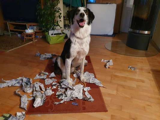 Auslandstierschutz-Beitrag-Bild