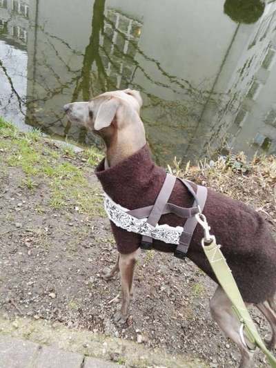 Podencomischling oder Podenco-Beitrag-Bild