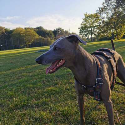 Windhunde - Treffen der besonderen Schönheiten
HERZLICH WILLKOMMEN-Beitrag-Bild