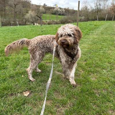 Hundetreffen-Hundekumpels in Denkendorf und Umgebung-Bild