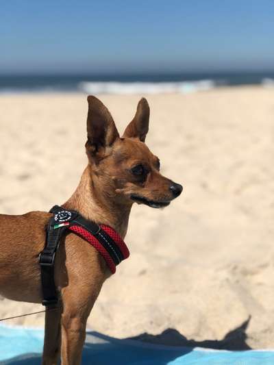 Wo sind die Zwergpinscher?-Beitrag-Bild