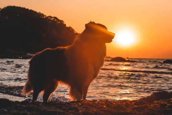 Mit Hund im Urlaub.-Beitrag-Bild