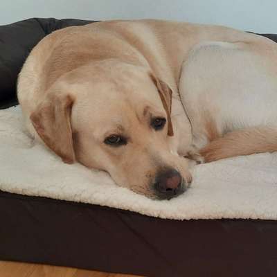 Hundetreffen-nettes Spieltreffen 1210 Wien Stammersdorf/Gerasdorf-Bild