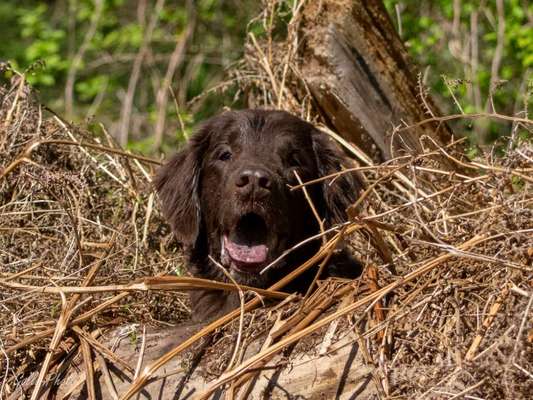 12. Farben Foto Challenge --- Braun-Beitrag-Bild