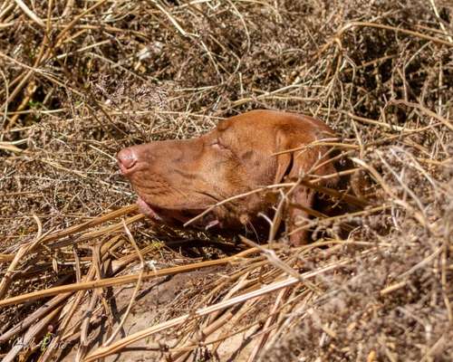 12. Farben Foto Challenge --- Braun-Beitrag-Bild