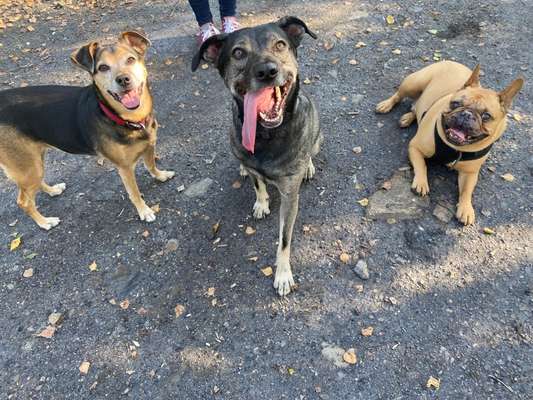 Hundetreffen-Gemeinsames Spielen & Spaziergänge-Bild