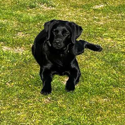 Hundetreffen-Gassirunde / Spielrunde-Bild