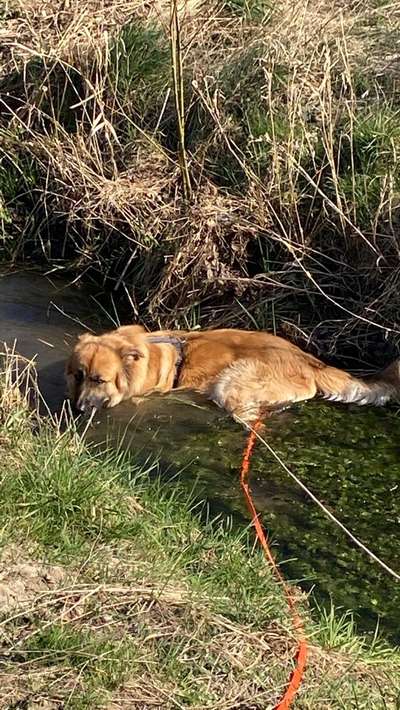 Zeige das lustigste Bild eures Hundis-Beitrag-Bild