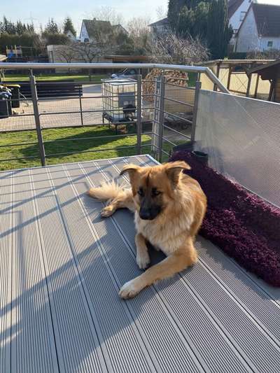 Hunde aus Griechenland-Beitrag-Bild