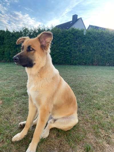 Herdenschutzhund-Beitrag-Bild