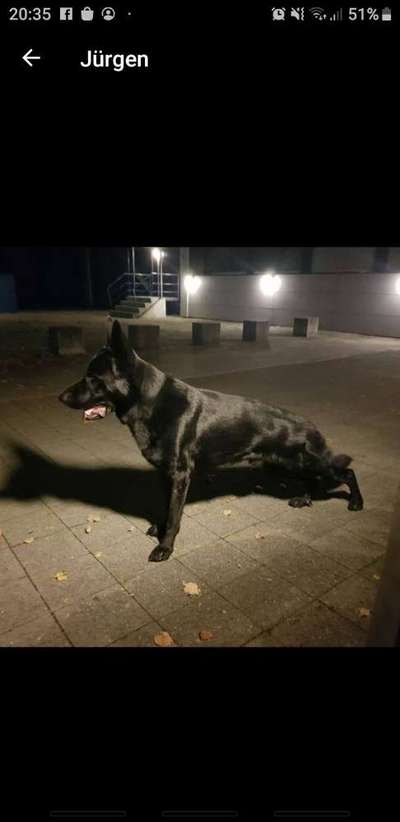 Alles rund um den Schäferhund, diskutieren erwünscht.-Beitrag-Bild