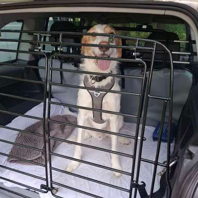 Hund im Kofferraum sichern-Beitrag-Bild