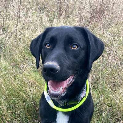 Hundetreffen-Gassirunde / Social Walk-Bild