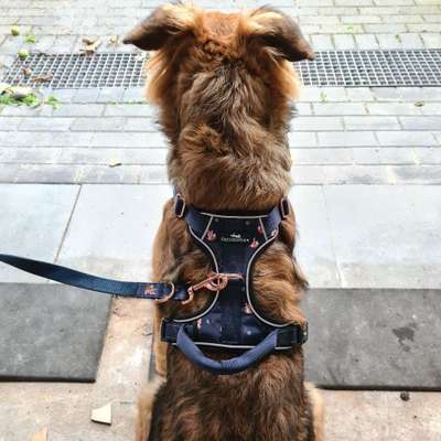 Hundetreffen-Spielfreunde gesucht!!!