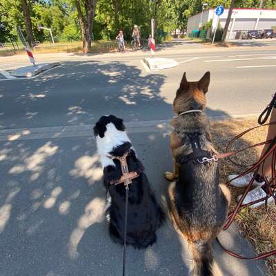 Hundetreffen-Sozial Walk-Bild