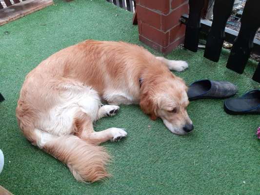 Wo sind die Golden Retriever Liebhaber?-Beitrag-Bild