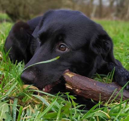 Labradorfans-Beitrag-Bild