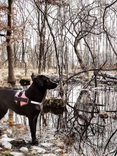 Dogorama-Monats-Challenge-Mai "Wasser"-Beitrag-Bild