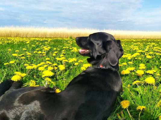 Die Dogorama Monats Challenge "Es grünt und blüht"-Beitrag-Bild
