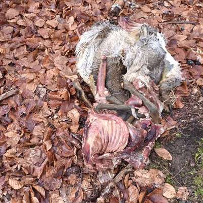 Giftköder-Toter Dachs-Bild