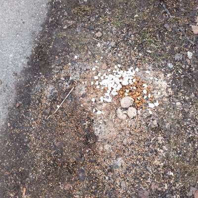 Giftköder-Möglicher Giftköder-Bild