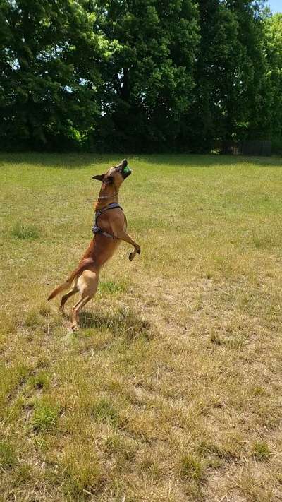 Zeigt eure Malinois!!!-Beitrag-Bild