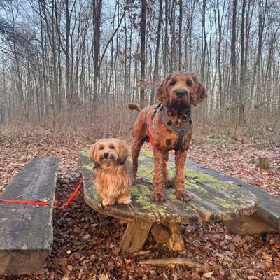 Hundetreffen-Spielen und Toben-Bild