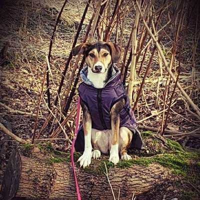 Hundetreffen-Leinenspaziergang Hundekontakt-Bild