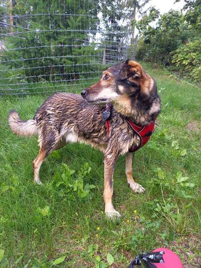 Hunde Porträt (Portrait) Galerie....-Beitrag-Bild