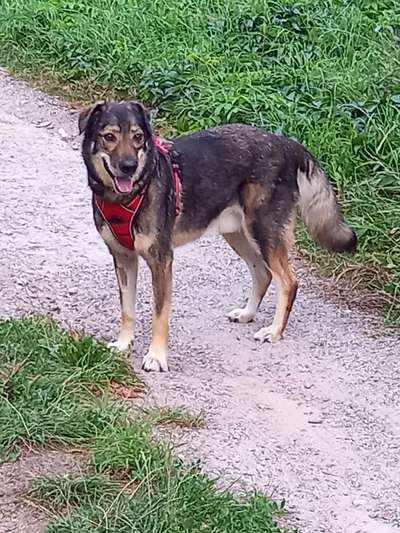 Hunde Porträt (Portrait) Galerie....-Beitrag-Bild