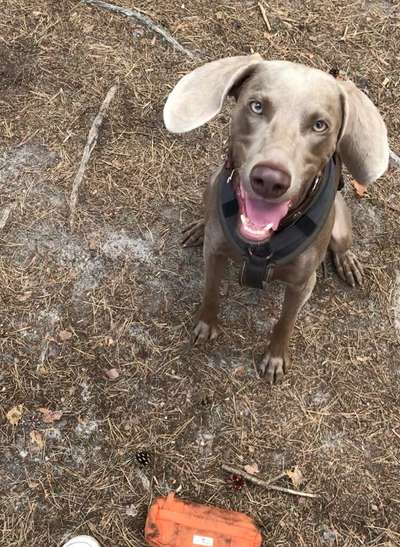 Weimaraner-Beitrag-Bild