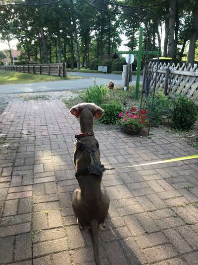 Gewicht stagniert-Beitrag-Bild