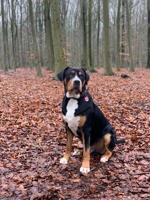 Hundetreffen-Spielerunde Sennenhunde-Bild